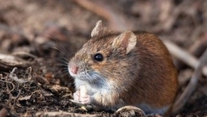 Deratizacija poljoprivrednih povr&scaron;ina